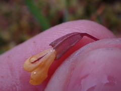 Erythranthe alsinoides