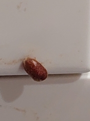 Lasioderma serricorne