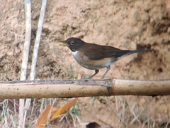 Turdus albicollis