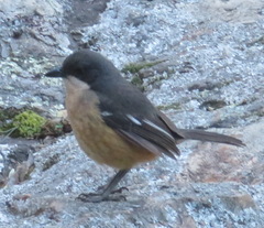 Laniarius ferrugineus ferrugineus