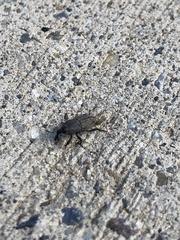 Sphenophorus parvulus