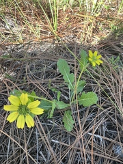 Berlandiera subacaulis