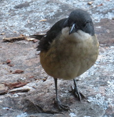 Laniarius ferrugineus ferrugineus