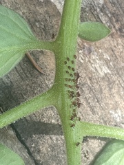 Anasa