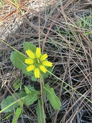 Berlandiera subacaulis