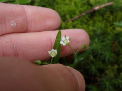 Moehringia macrophylla