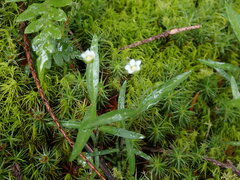 Moehringia macrophylla