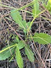 Berlandiera subacaulis