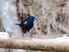 Euphonia pectoralis