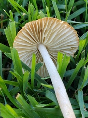 Marasmius oreades