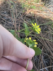 Berlandiera subacaulis