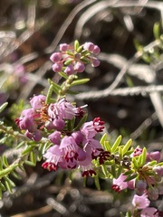 Erica manipuliflora
