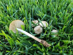 Marasmius oreades