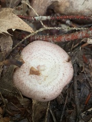 Lactarius subpurpureus