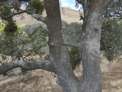 Quercus lobata