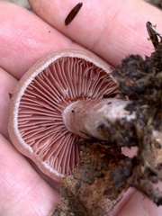 Lactarius subpurpureus