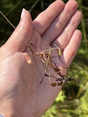 Drosera rotundifolia