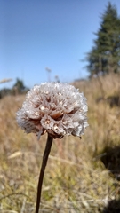 Armeria maritima