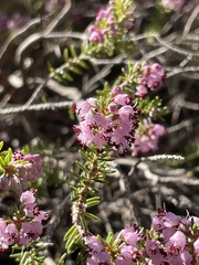 Erica manipuliflora