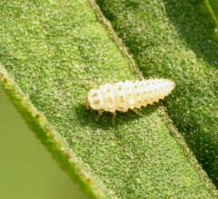 Psyllobora vigintimaculata