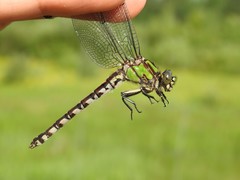 Ophiogomphus colubrinus