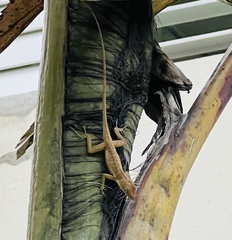 Anolis lineatopus