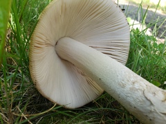Amanita populiphila