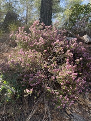 Erica manipuliflora