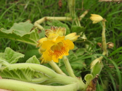 Ibicella lutea