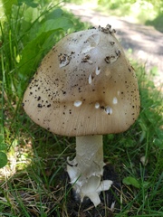 Amanita populiphila