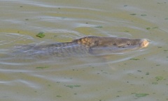 Cyprinus carpio