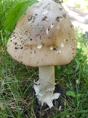 Amanita populiphila