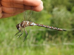 Aeshna interrupta lineata