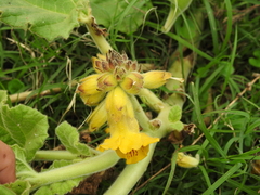 Ibicella lutea