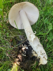 Amanita populiphila