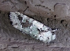 Lacinipolia laudabilis