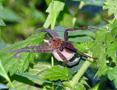 Dolomedes vittatus