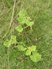 Ibicella lutea