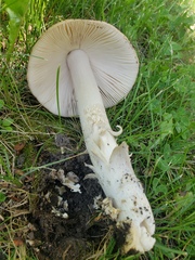 Amanita populiphila