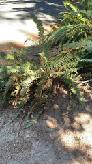 Polystichum munitum