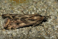 Loxostege cereralis