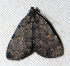 Idia diminuendis