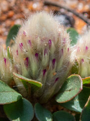 Ptilotus