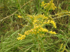 Solidago chilensis