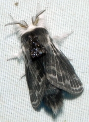 Tolype laricis