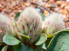 Ptilotus