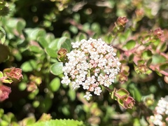 Platysace lanceolata