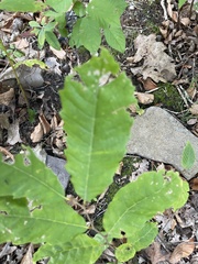 Castanea mollissima