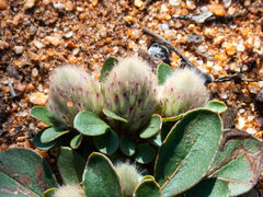 Ptilotus