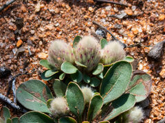 Ptilotus